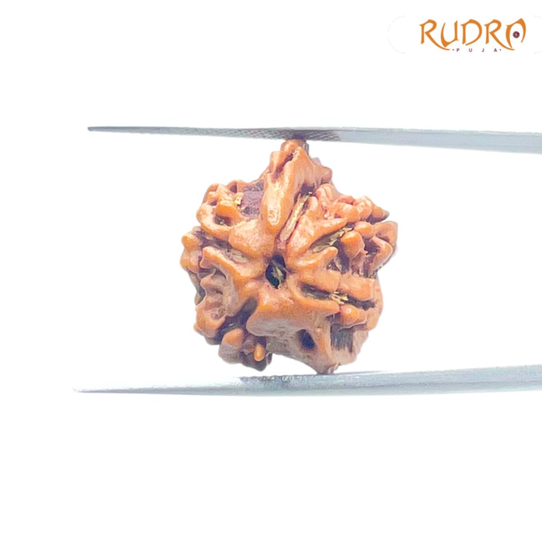 Double Ganesha Rudraksha - (18.10 MM) - (Rudrapuja)