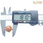 Double Ganesha Rudraksha - (18.10 MM) - (Rudrapuja)