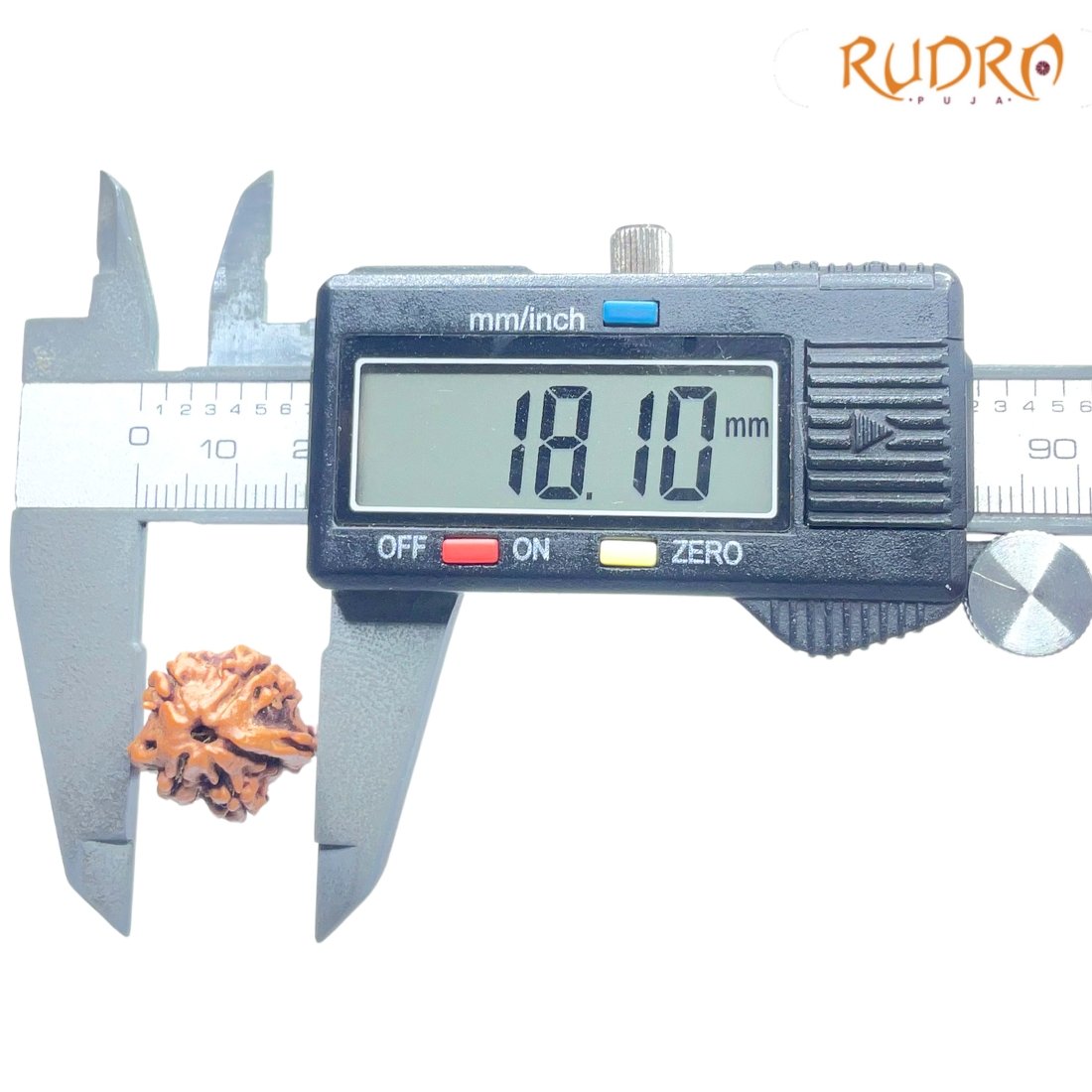 Double Ganesha Rudraksha - (18.10 MM) - (Rudrapuja)