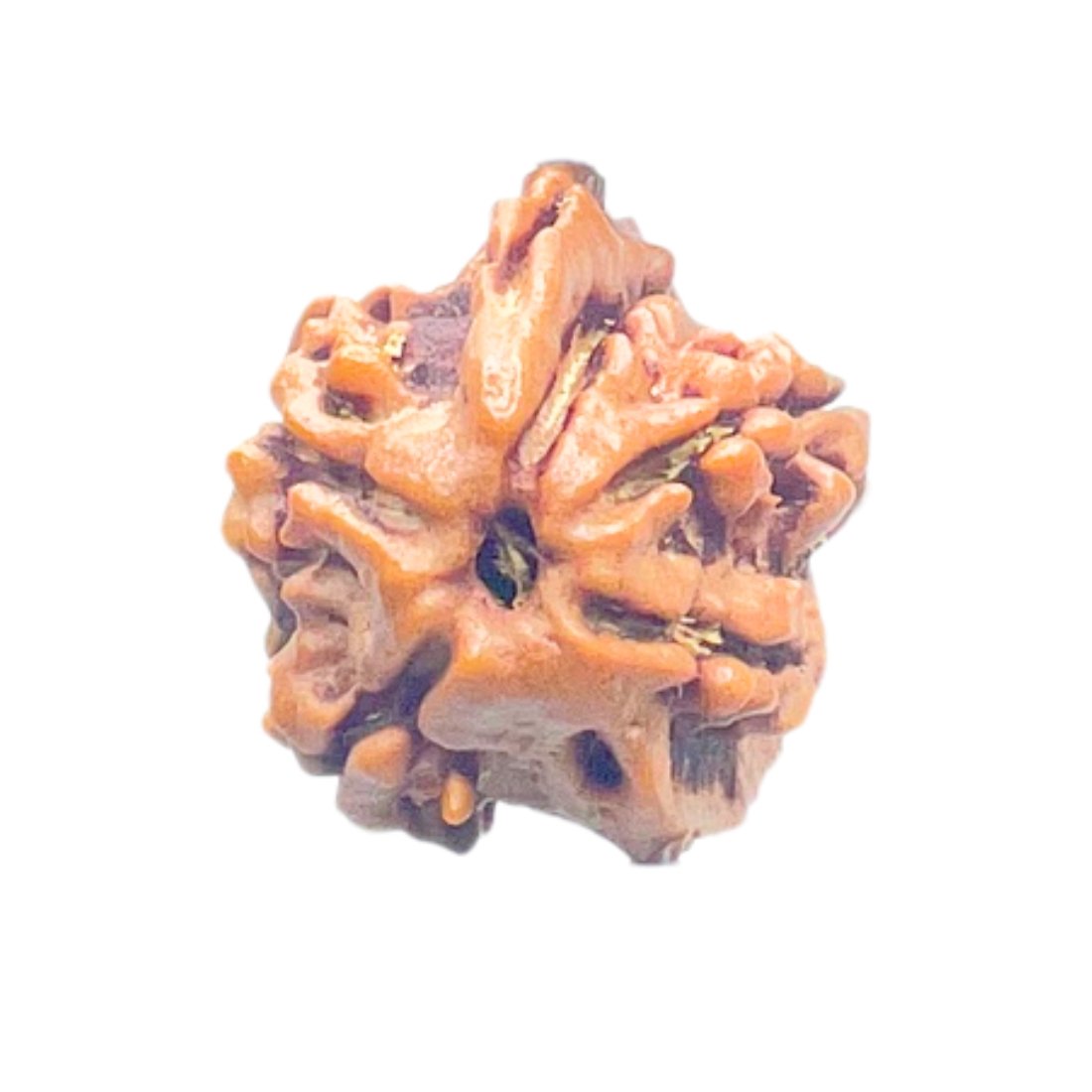 Double Ganesha Rudraksha - (18.10 MM) - (Rudrapuja)
