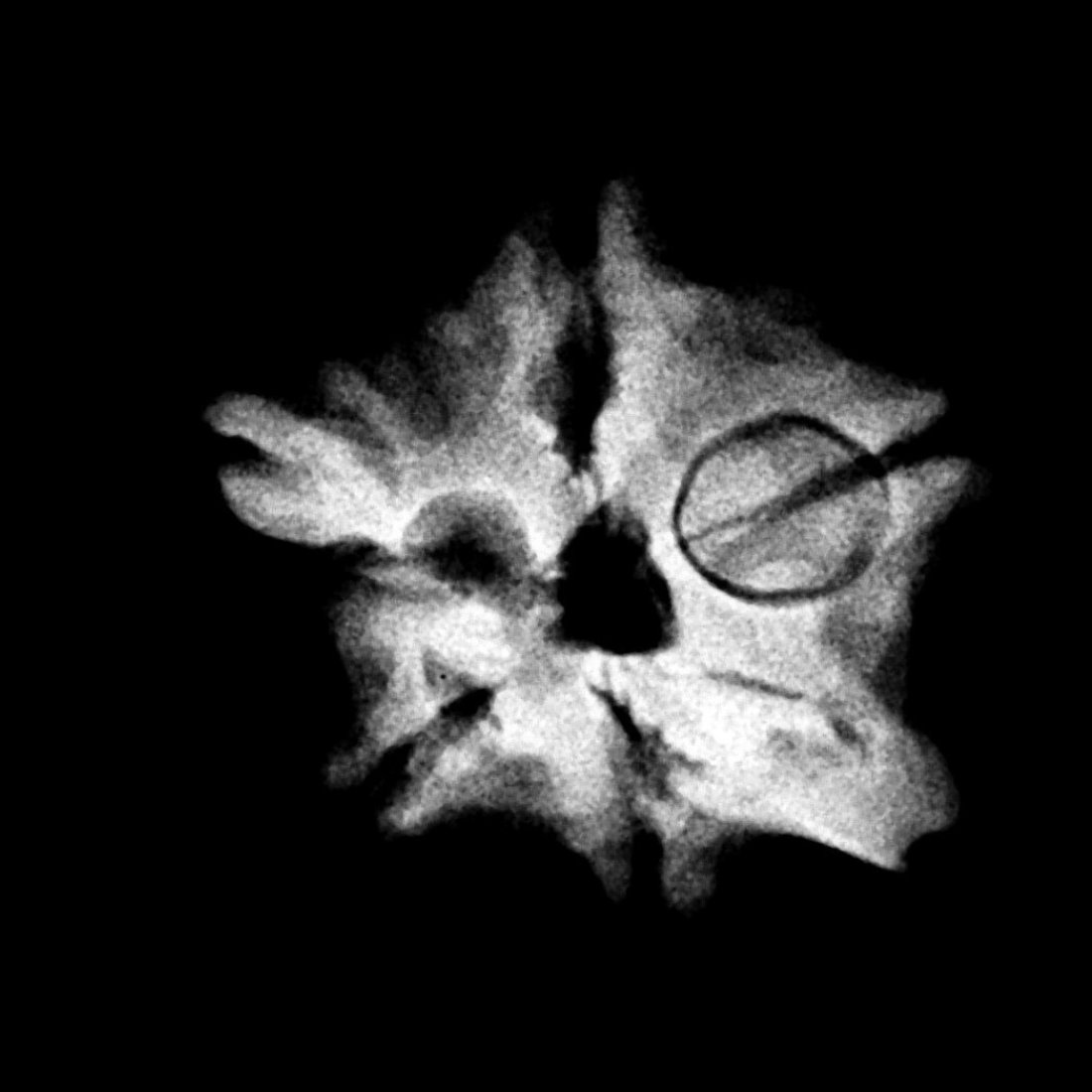 Double Ganesha Rudraksha - (18.10 MM) - (Rudrapuja)