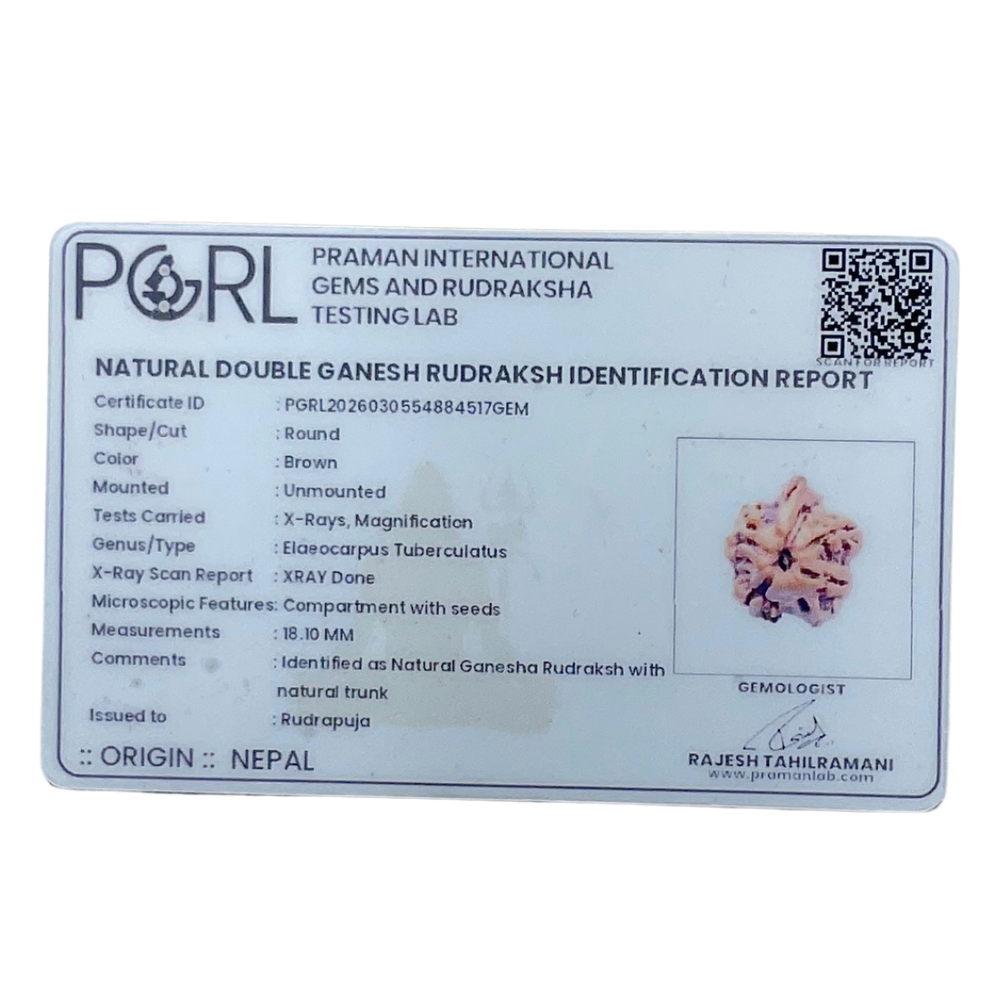Double Ganesha Rudraksha - (18.10 MM)