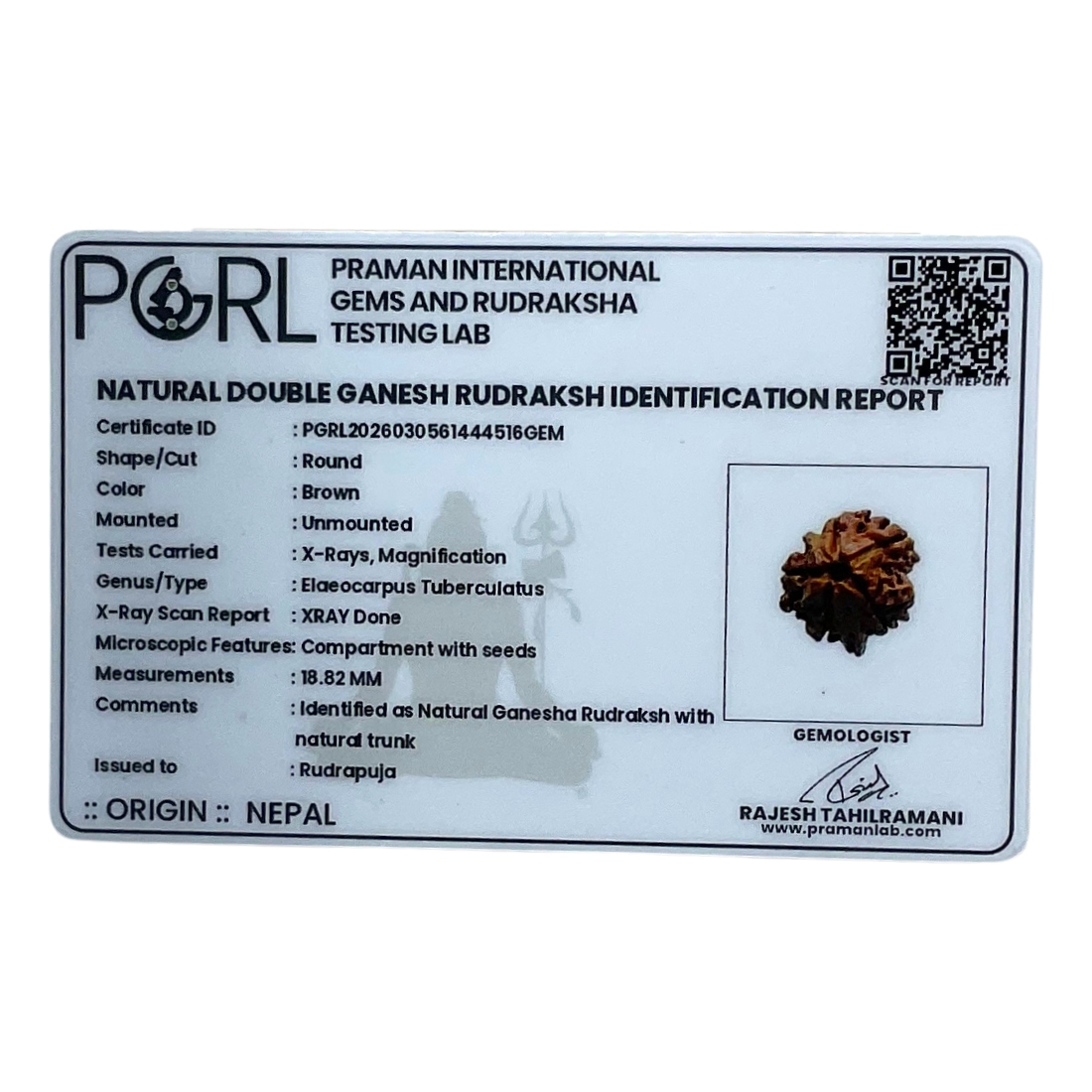 Double Ganesha Rudraksha - (18.82 MM)