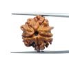 Double Ganesha Rudraksha - (18.82 MM) - (Rudrapuja)