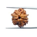 Double Ganesha Rudraksha - (18.82 MM) - (Rudrapuja)