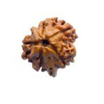 Double Ganesha Rudraksha - (18.82 MM) - (Rudrapuja)