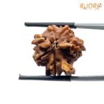 Double Ganesha Rudraksha - (18.88 MM) - (Rudrapuja)