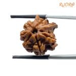 Double Ganesha Rudraksha - (18.88 MM) - (Rudrapuja)