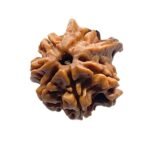 Double Ganesha Rudraksha - (18.88 MM) - (Rudrapuja)