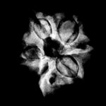 Double Ganesha Rudraksha - (19.24 MM)