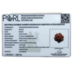 Double Ganesha Rudraksha - (19.24 MM)