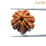 Double Ganesha Rudraksha - (19.24 MM) - (Rudrapuja)