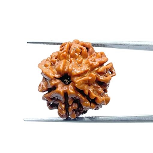 Double Ganesha Rudraksha - (19.24 MM) - (Rudrapuja)