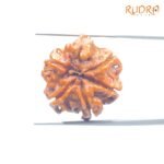 Double Ganesha Rudraksha - (19.24 MM) - (Rudrapuja)