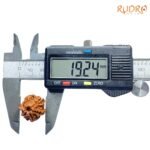 Double Ganesha Rudraksha - (19.24 MM) - (Rudrapuja)