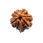 Double Ganesha Rudraksha - (19.24 MM) - (Rudrapuja)