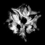 Double Ganesha Rudraksha - (19.26 MM)