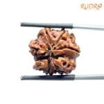 Double Ganesha Rudraksha - (19.26 MM) - (Rudrapuja)