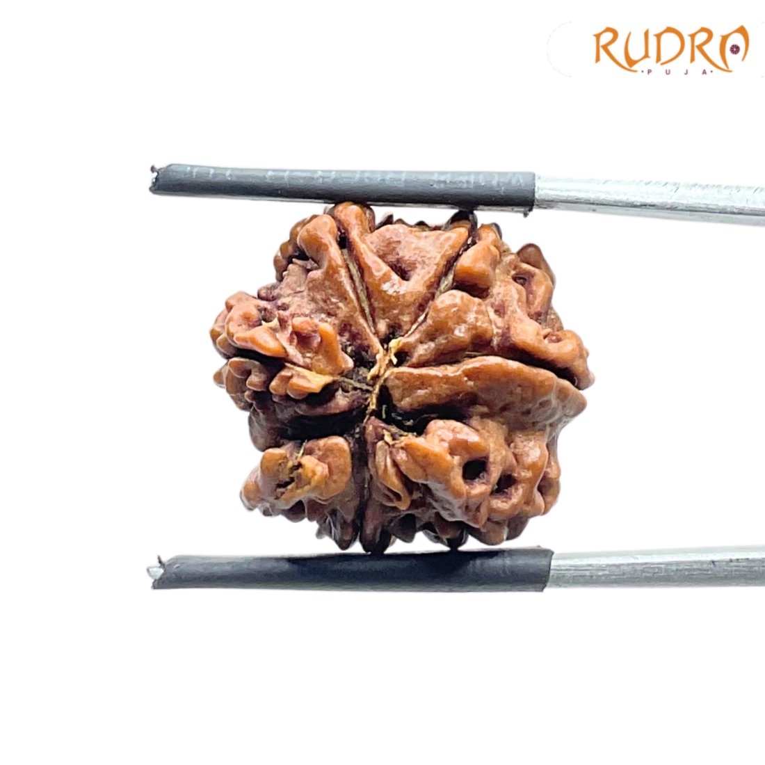 Double Ganesha Rudraksha - (19.26 MM) - (Rudrapuja)