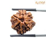 Double Ganesha Rudraksha - (19.26 MM) - (Rudrapuja)