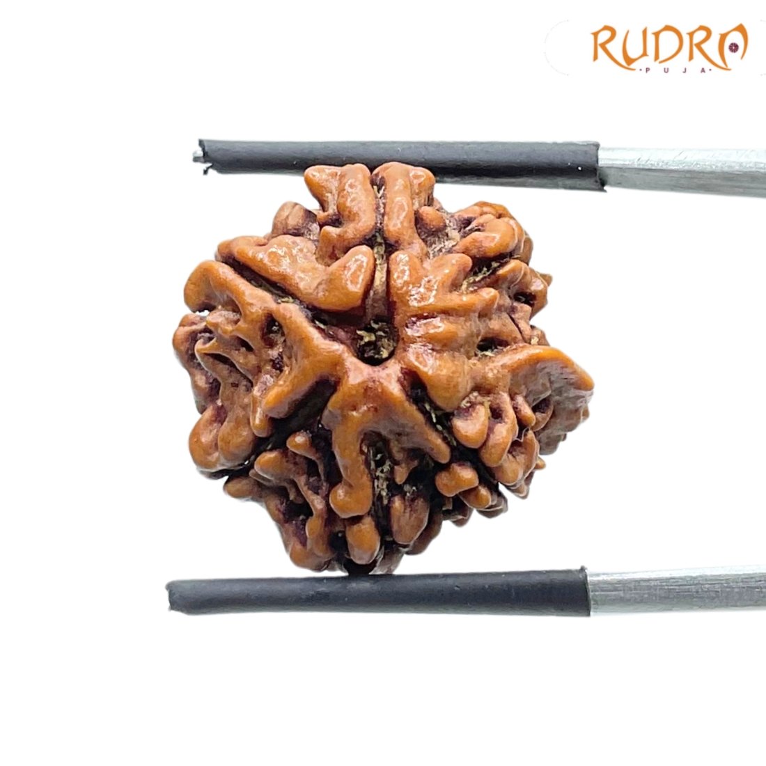 Double Ganesha Rudraksha - (19.26 MM) - (Rudrapuja)