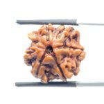 Double Ganesha Rudraksha - (19.26 MM) - (Rudrapuja)