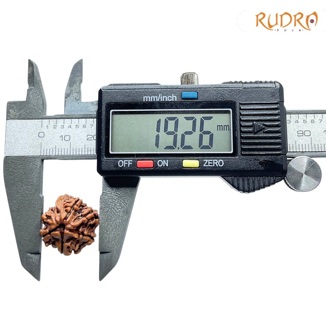 Double Ganesha Rudraksha - (19.26 MM) - (Rudrapuja)