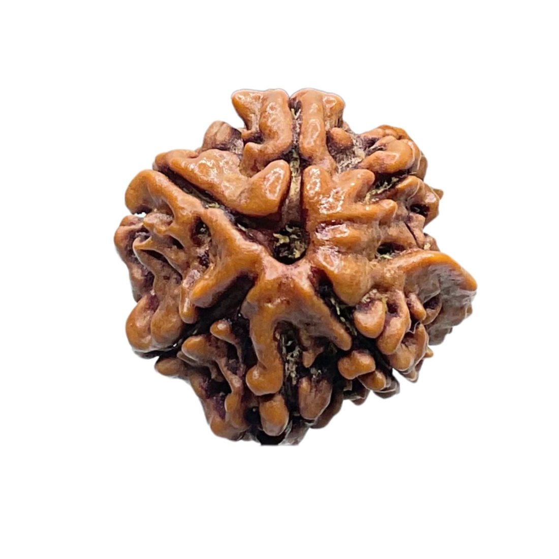 Double Ganesha Rudraksha - (19.26 MM) - (Rudrapuja)