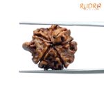 Double Ganesha Rudraksha - (19.37 MM) - (Rudrapuja)