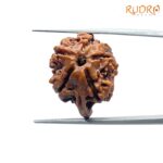 Double Ganesha Rudraksha - (19.37 MM) - (Rudrapuja)