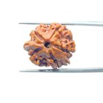 Double Ganesha Rudraksha - (19.37 MM) - (Rudrapuja)