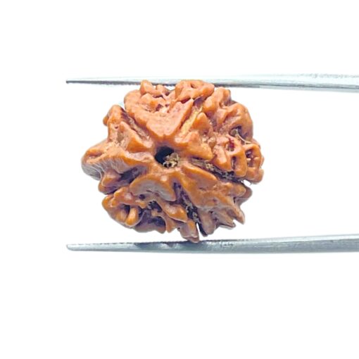 Double Ganesha Rudraksha - (19.37 MM) - (Rudrapuja)