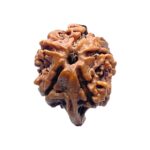 Double Ganesha Rudraksha - (19.37 MM) - (Rudrapuja)