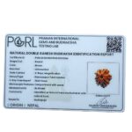 Double Ganesha Rudraksha - (19.45 MM)