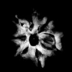 Double Ganesha Rudraksha - (19.45 MM) - (Rudrapuja)