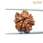 Double Ganesha Rudraksha - (19.45 MM) - (Rudrapuja)