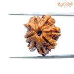 Double Ganesha Rudraksha - (19.45 MM) - (Rudrapuja)