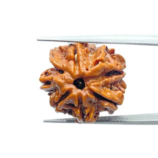 Double Ganesha Rudraksha - (19.45 MM) - (Rudrapuja)