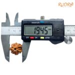 Double Ganesha Rudraksha - (19.45 MM) - (Rudrapuja)