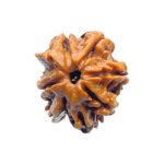 Double Ganesha Rudraksha - (19.45 MM) - (Rudrapuja)