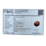 Double Ganesha Rudraksha - (19.82 MM) - (Rudrapuja)