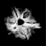 Double Ganesha Rudraksha - (19.82 MM) - (Rudrapuja)