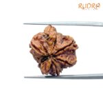 Double Ganesha Rudraksha - (19.82 MM) - (Rudrapuja)