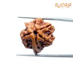 Double Ganesha Rudraksha - (19.82 MM) - (Rudrapuja)