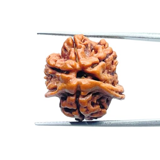 Double Ganesha Rudraksha - (19.82 MM) - (Rudrapuja)