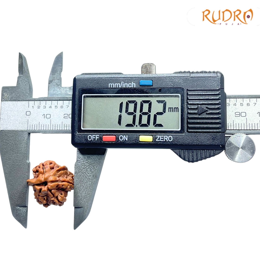 Double Ganesha Rudraksha - (19.82 MM) - (Rudrapuja)