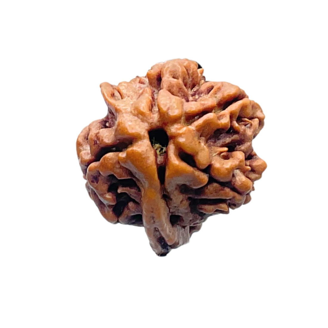 Double Ganesha Rudraksha - (19.82 MM) - (Rudrapuja)