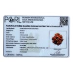 Double Ganesha Rudraksha - (19.98 MM) - (Rudrapuja)