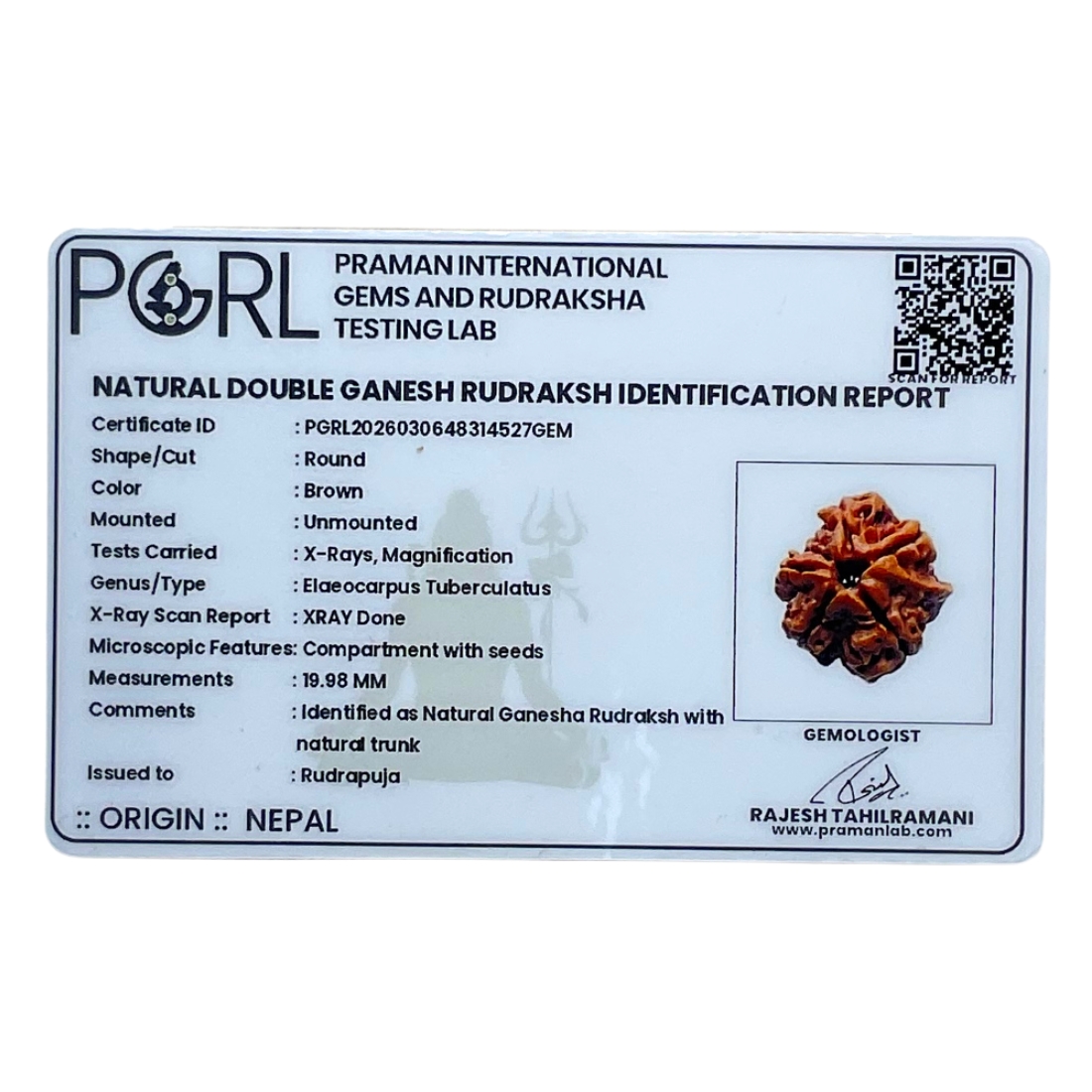 Double Ganesha Rudraksha - (19.98 MM) - (Rudrapuja)