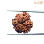 Double-Ganesha-Rudraksha-19.98-MM-Rudrapuja-MP-C.jpg